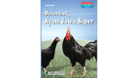 Image of beternak ayam jawa super